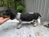 Juliet- Ckc, a female Miniature Dachshund for sale in Golden, MO – Photo 4 of 5