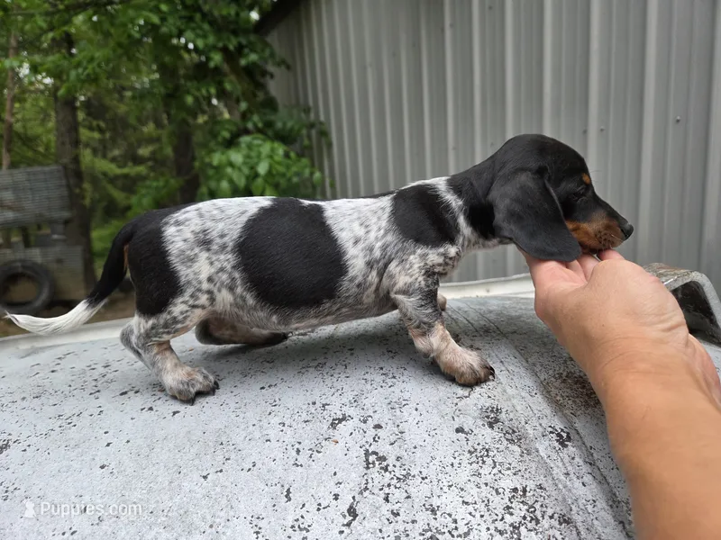 Juliet- Ckc – Miniature Dachshund puppy for sale in Golden, MO