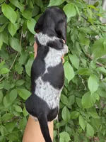 Juliet- Ckc, a female Miniature Dachshund for sale in Golden, MO – Photo 5 of 5