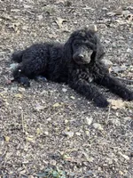 Bernadette, a female Poodle - Standard  for sale in Golden, MO – Photo 2 of 3
