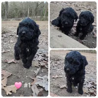 Bernadette, a female Poodle - Standard  for sale in Golden, MO – Photo 3 of 3