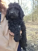 Bernadette, a female Poodle - Standard  for sale in Golden, MO – Photo 1 of 3