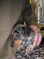 Cranberry, a female Dachshund and Miniature Dachshund for sale in Golden, MO – 3 of 5