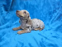 Truffle, a female Dachshund and Miniature Dachshund for sale in Golden, MO – 5 of 5