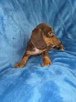 Marco, a male Dachshund and Miniature Dachshund for sale in Golden, MO – Photo 6 of 6