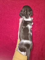 processed/5dd490bf-5252-45b5-a1cd-18017cf75f21/listing/26f8f9ad-6b4e-4ba5-8543-3a6ae9e433d4/683acf68-d7e9-40f0-ba73-0364991129aa