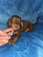 Marco, a male Dachshund and Miniature Dachshund for sale in Golden, MO – Photo 4 of 6