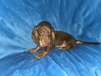 Marco, a male Dachshund and Miniature Dachshund for sale in Golden, MO – Photo 1 of 6