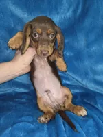 Marco, a male Dachshund and Miniature Dachshund for sale in Golden, MO – Photo 2 of 6