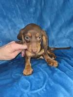 Marco, a male Dachshund and Miniature Dachshund for sale in Golden, MO – Photo 3 of 6