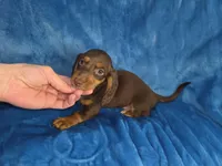 Marco, a male Dachshund and Miniature Dachshund for sale in Golden, MO – Photo 5 of 6