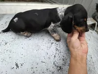 Barry- Ckc, a male Miniature Dachshund for sale in Golden, MO – Photo 4 of 4