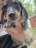 Barry- Ckc, a male Miniature Dachshund for sale in Golden, MO – Photo 3 of 4