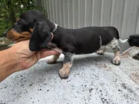 Barry- Ckc, a male Miniature Dachshund for sale in Golden, MO – Photo 2 of 4