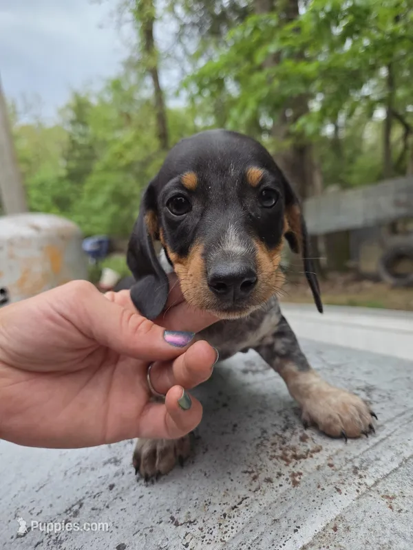 Barry- Ckc – Miniature Dachshund puppy for sale in Golden, MO