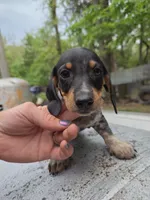 Barry- Ckc, a male Miniature Dachshund for sale in Golden, MO – Photo 1 of 4