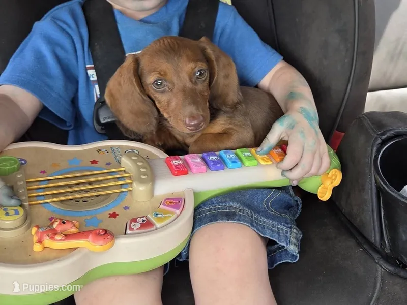 Bunny- Ckc – Miniature Dachshund puppy for sale in Golden, MO