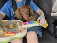 Bunny, a female Miniature Dachshund for sale in Golden, MO – 1 of 4