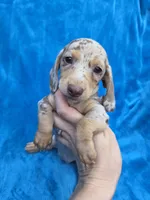 Truffle, a female Dachshund and Miniature Dachshund for sale in Golden, MO – 2 of 5