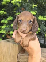Bunny- Ckc, a female Miniature Dachshund for sale in Golden, MO – Photo 2 of 4