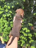 Bunny- Ckc, a female Miniature Dachshund for sale in Golden, MO – Photo 3 of 4