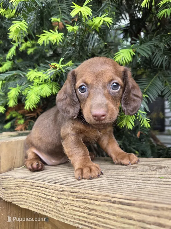 Bunny- Ckc – Miniature Dachshund puppy for sale in Golden, MO