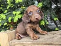 Bunny- Ckc, a female Miniature Dachshund for sale in Golden, MO – Photo 4 of 4