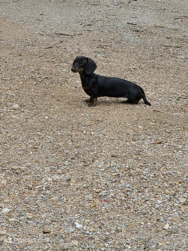 Rose – Miniature Dachshund puppy for sale in Golden, MO