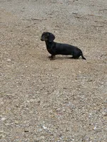 Rose, a female Miniature Dachshund for sale in Golden, MO – 1 of 2
