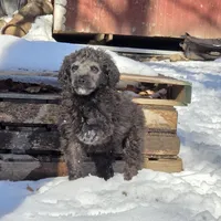 Shiloh, a female Poodle - Standard  for sale in Golden, MO – Photo 4 of 5