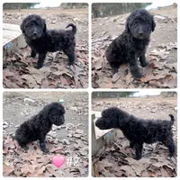Shiloh, a female Poodle - Standard  for sale in Golden, MO – Photo 5 of 5