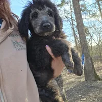 Shiloh, a female Poodle - Standard  for sale in Golden, MO – Photo 1 of 5