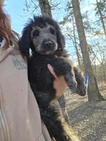 Shiloh, a female Poodle - Standard  for sale in Golden, MO – Photo 1 of 5