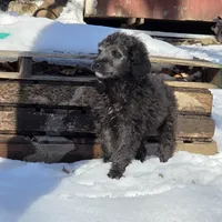 Shiloh, a female Poodle - Standard  for sale in Golden, MO – Photo 2 of 5