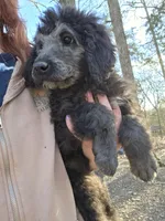 Shiloh, a female Poodle - Standard  for sale in Golden, MO – Photo 2 of 5