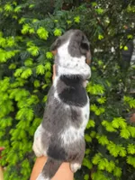 Cosmo- AKC, a male Dachshund and Miniature Dachshund for sale in Golden, MO – Photo 2 of 5