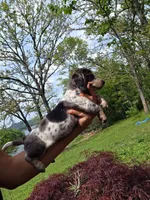Cosmo- AKC, a male Dachshund and Miniature Dachshund for sale in Golden, MO – Photo 3 of 5