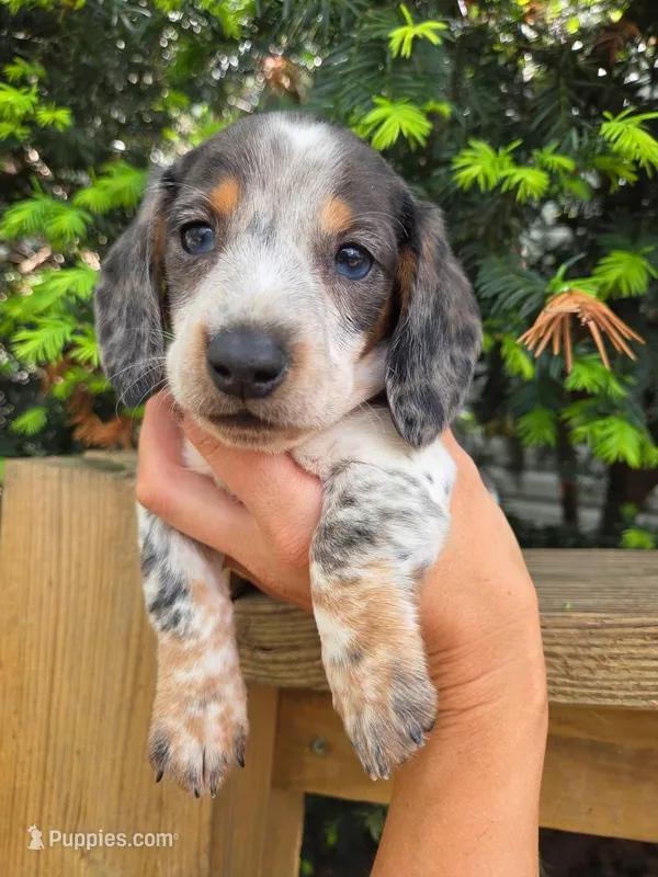 Cosmo- AKC – Dachshund, Miniature Dachshund puppy for sale in Golden, MO