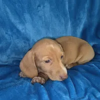 Butterball, a male Dachshund and Miniature Dachshund for sale in Golden, MO – Photo 3 of 5