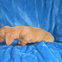 Butterball, a male Dachshund and Miniature Dachshund for sale in Golden, MO – Photo 4 of 5