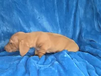 Butterball, a male Dachshund and Miniature Dachshund for sale in Golden, MO – Photo 4 of 5