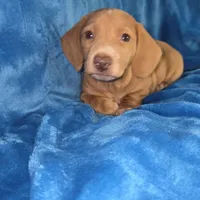 Butterball, a male Dachshund and Miniature Dachshund for sale in Golden, MO – Photo 2 of 5