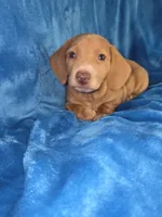 Butterball, a male Dachshund and Miniature Dachshund for sale in Golden, MO – Photo 2 of 5