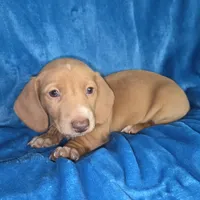 Butterball, a male Dachshund and Miniature Dachshund for sale in Golden, MO – Photo 1 of 5