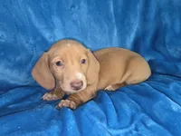 Butterball, a male Dachshund and Miniature Dachshund for sale in Golden, MO – Photo 1 of 5