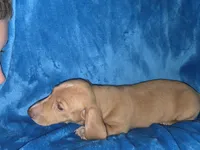 Butterball, a male Dachshund and Miniature Dachshund for sale in Golden, MO – Photo 5 of 5