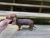 Bunny, a female Miniature Dachshund for sale in Golden, MO – 2 of 4