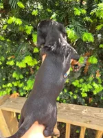 Viola, a female Dachshund and Miniature Dachshund for sale in Golden, MO – 3 of 3