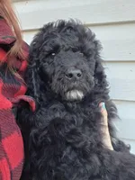 Prince, a male Poodle - Standard  for sale in Golden, MO – Photo 1 of 4