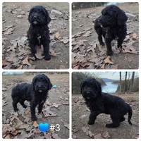 Prince, a male Poodle - Standard  for sale in Golden, MO – Photo 4 of 4